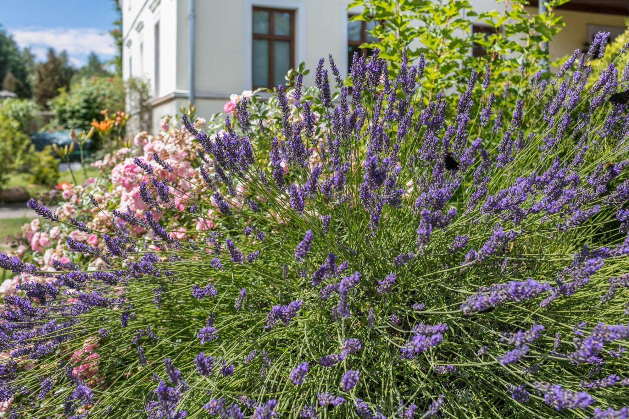 Ferienwohnung Mit Grossem Garten Klosterheide Екстер'єр фото